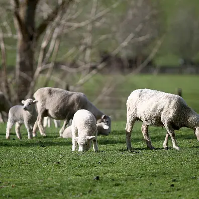 Sheep favoured over humans to control weeds on Doc land