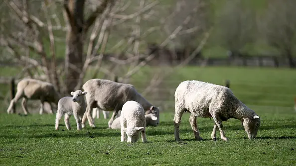 Sheep favoured over humans to control weeds on Doc land