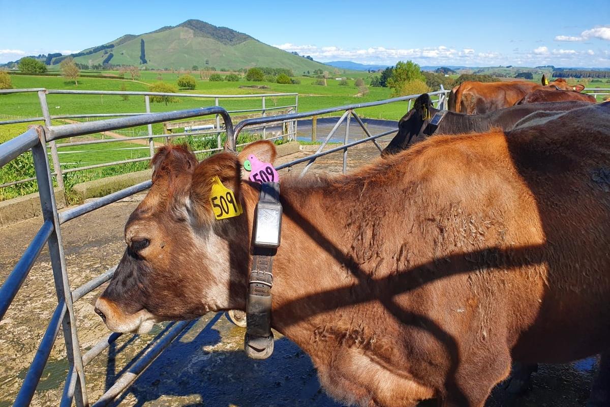 PM supports electric collars for cows