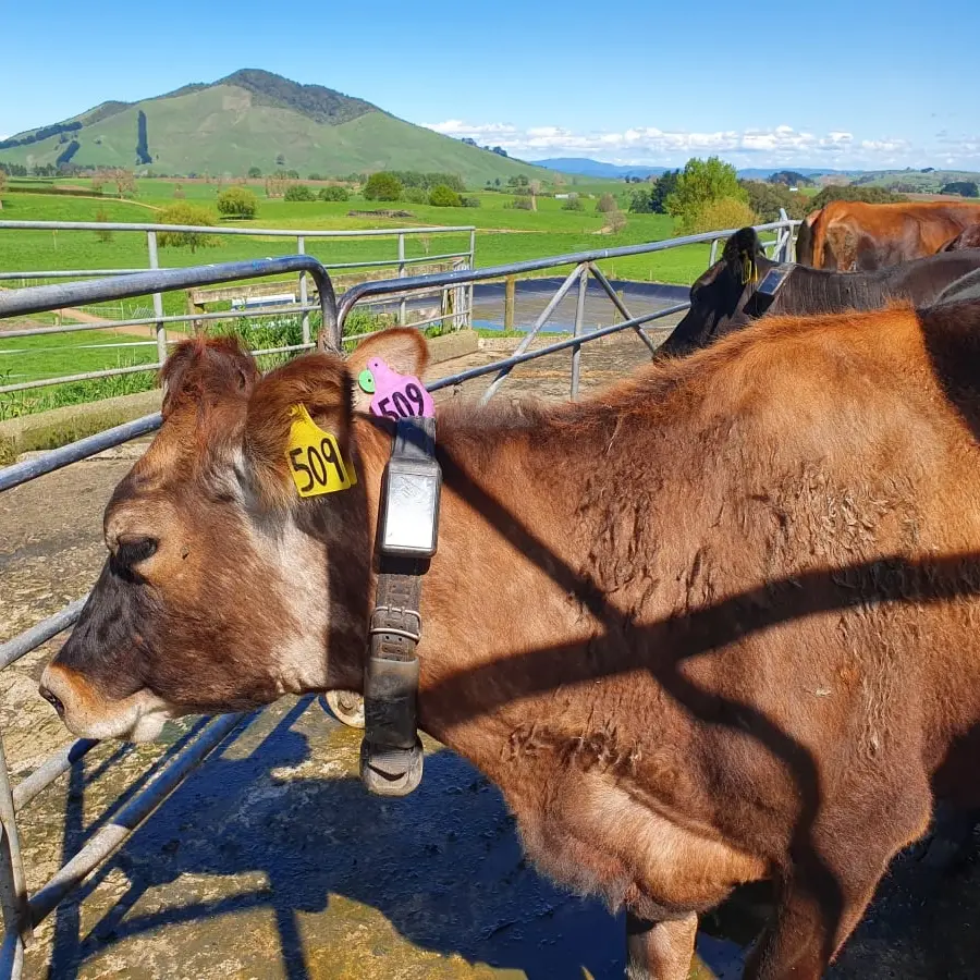 PM supports electric collars for cows