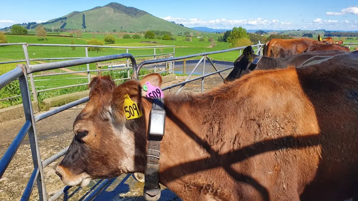 PM supports electric collars for cows