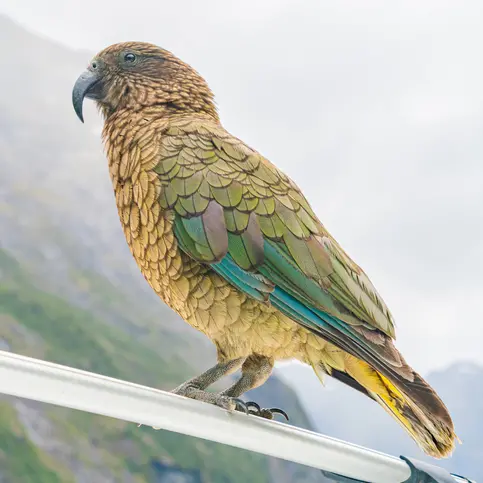 Kea feeding bylaw hits a snag