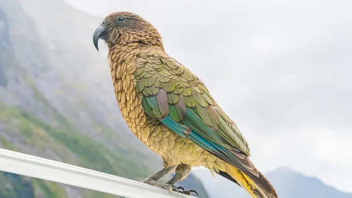 Kea feeding bylaw hits a snag