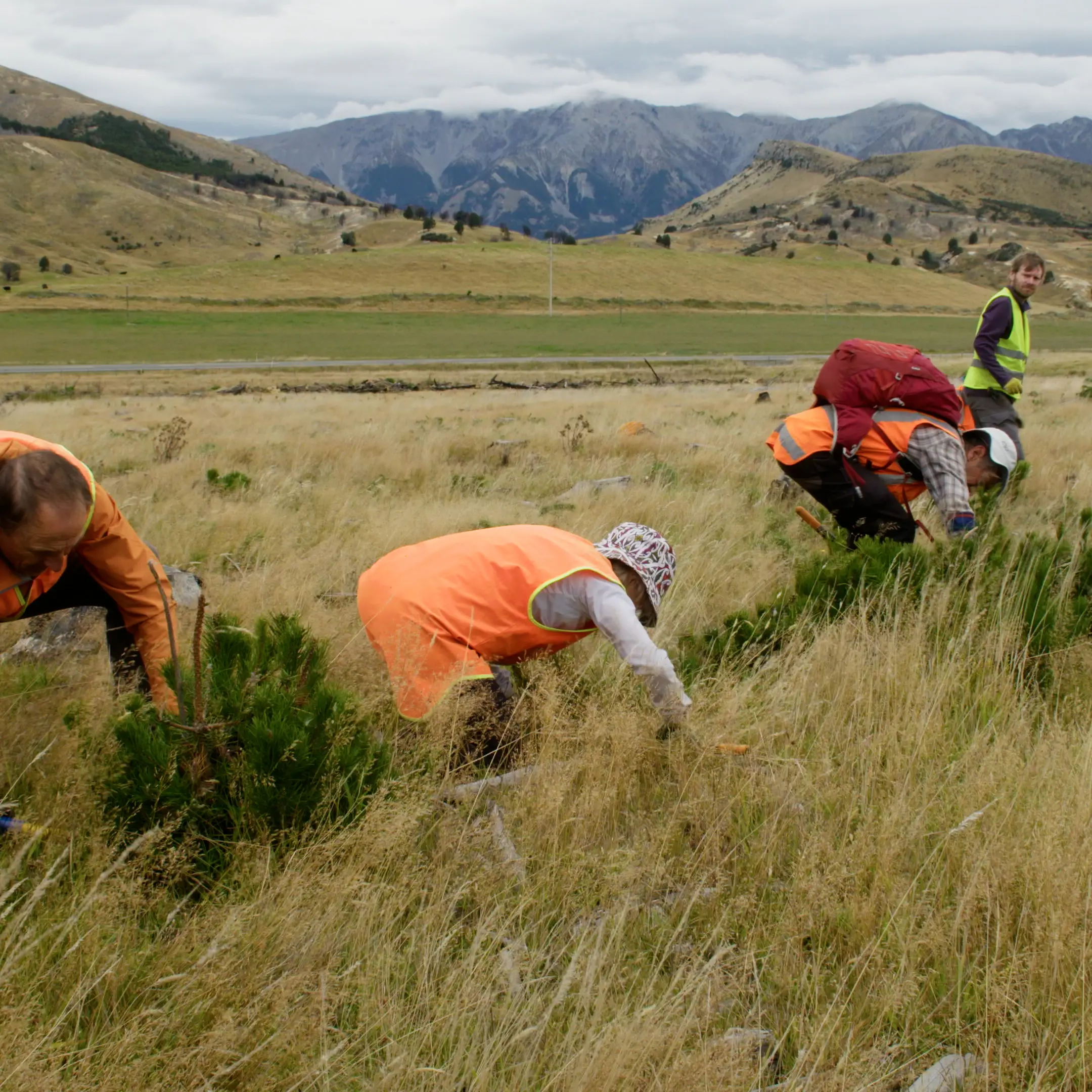 Tackling the South Island's worst weed