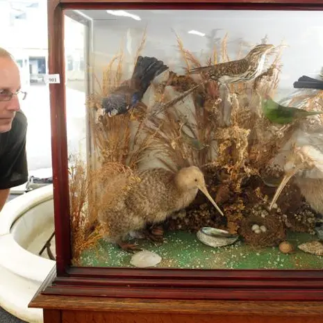 Stuffed native birds go under hammer