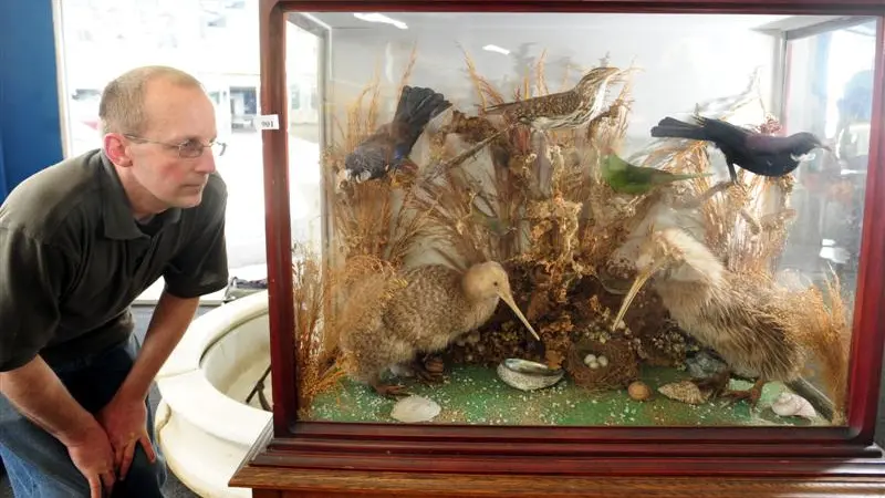 Stuffed native birds go under hammer