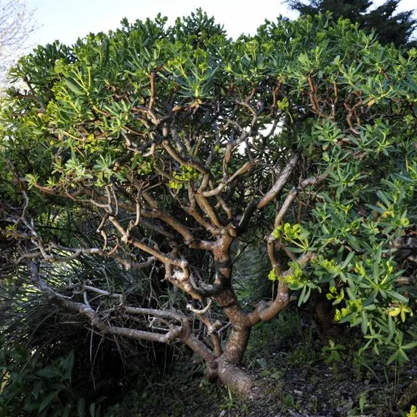 Unique flowers link diverse genus