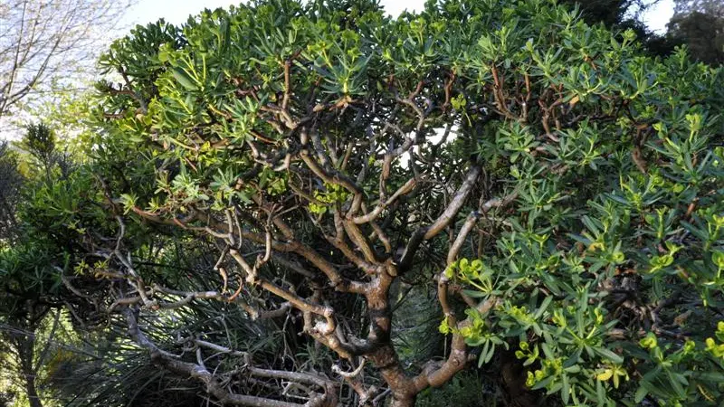 Unique flowers link diverse genus