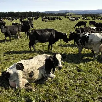 Is dairy expansion nearing its peak?