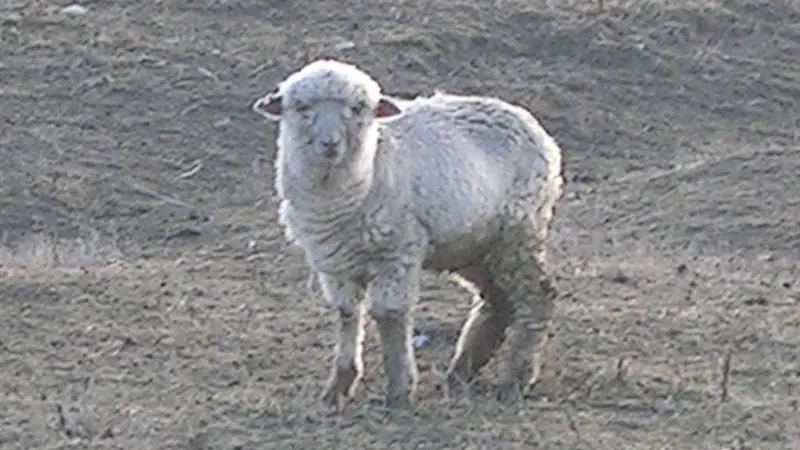 Claim group not defending farmers maltreating stock