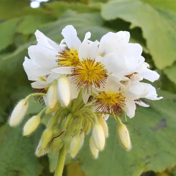 Responsive bloomer