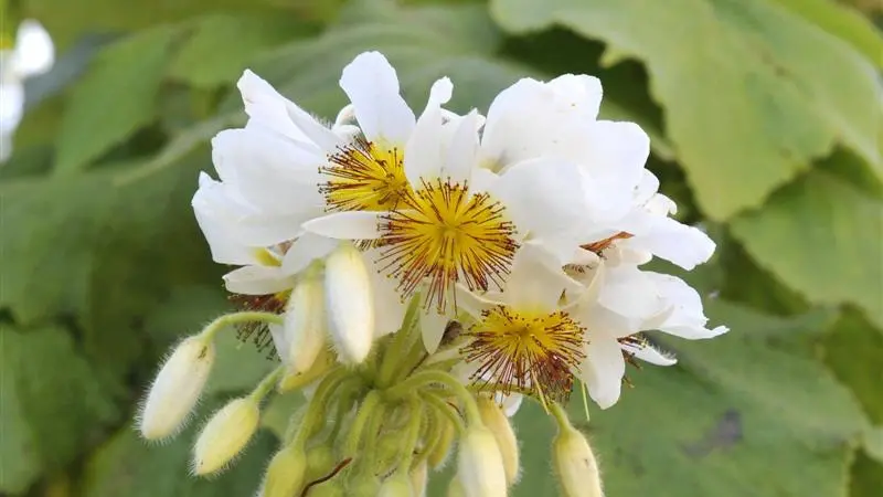 Responsive bloomer