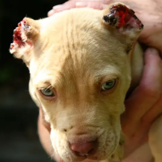 Outraged animal lovers bump up reward for puppy abuser