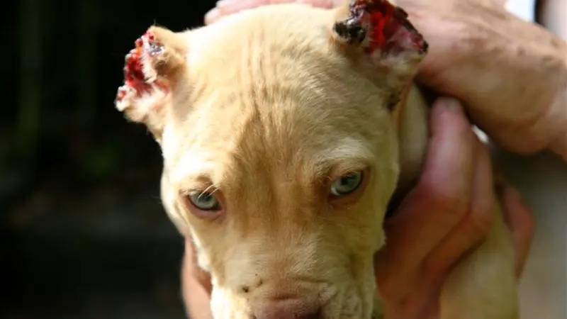 Outraged animal lovers bump up reward for puppy abuser