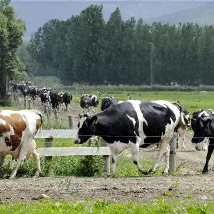 Dairy $900m industry in South: report