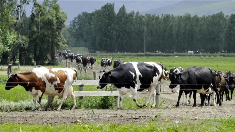 Dairy $900m industry in South: report
