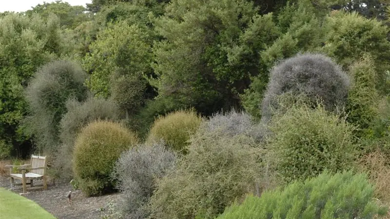 Plant Life: Pretty stems below the reach of the moa