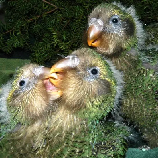 Boom year for kakapo on the cards