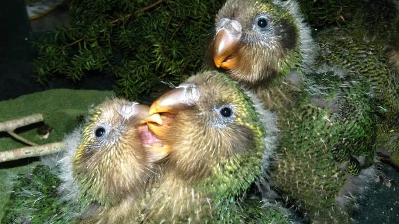 Boom year for kakapo on the cards