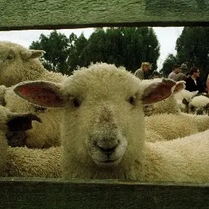 On-farm lamb sales, stock trader role queried