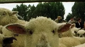 On-farm lamb sales, stock trader role queried