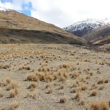 Consent granted for gold mine - at a cost
