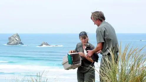 Doc pleased vulnerable penguin reported