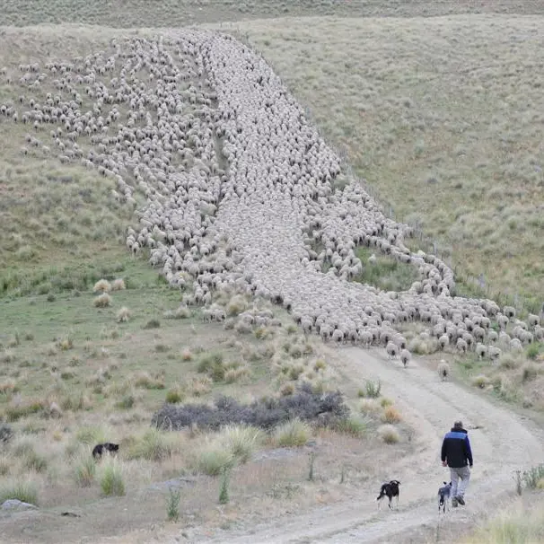 Southern sheep, beef incomes rising