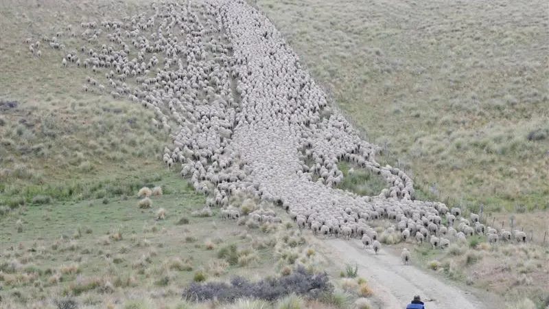 Southern sheep, beef incomes rising