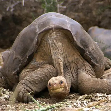 Rare Galapagos tortoise may be a dad