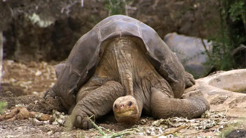 Rare Galapagos tortoise may be a dad