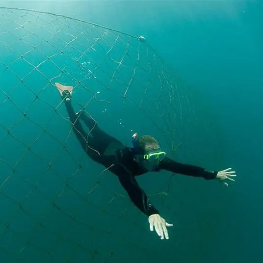 Nets gobbling funds, not sharks