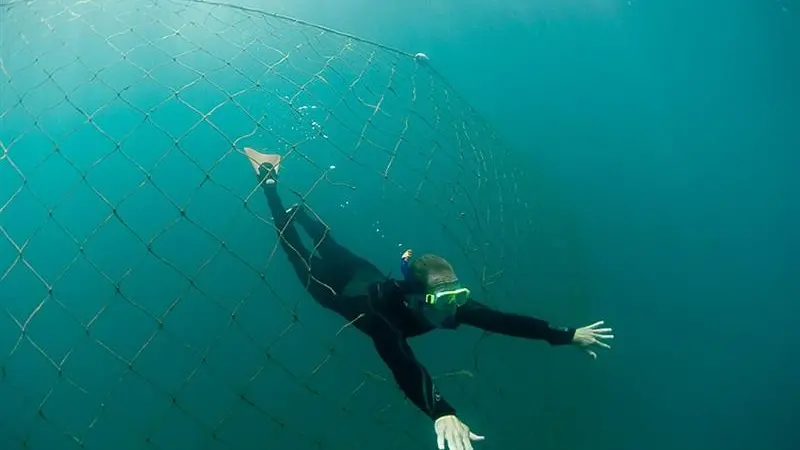 Nets gobbling funds, not sharks