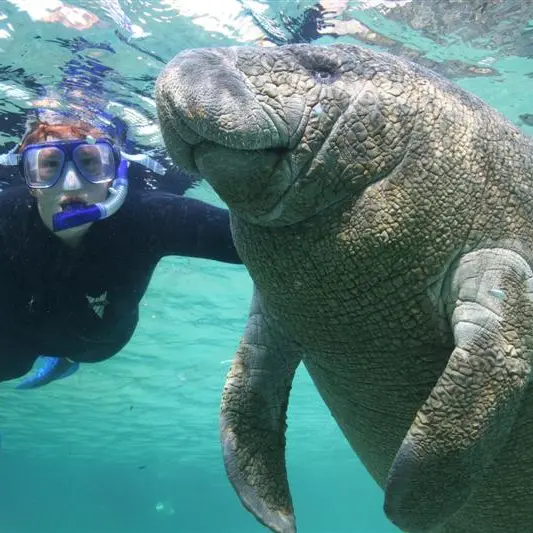 Swimming with the manatees