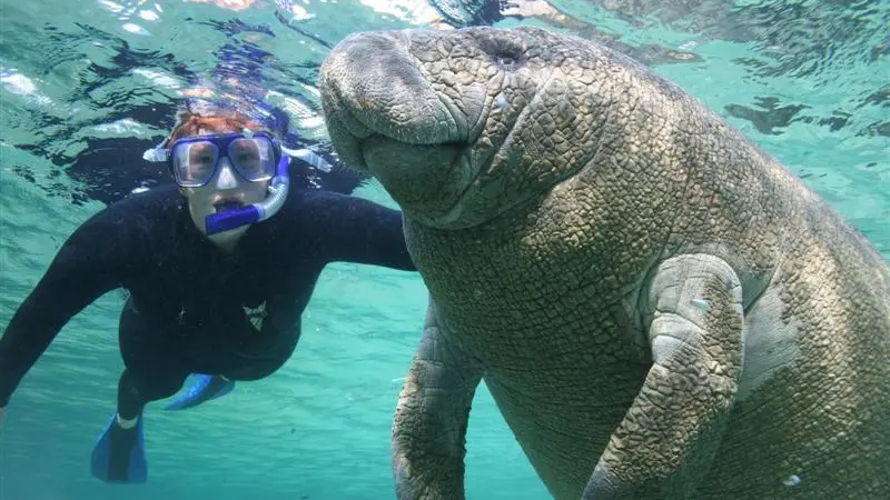 Swimming with the manatees