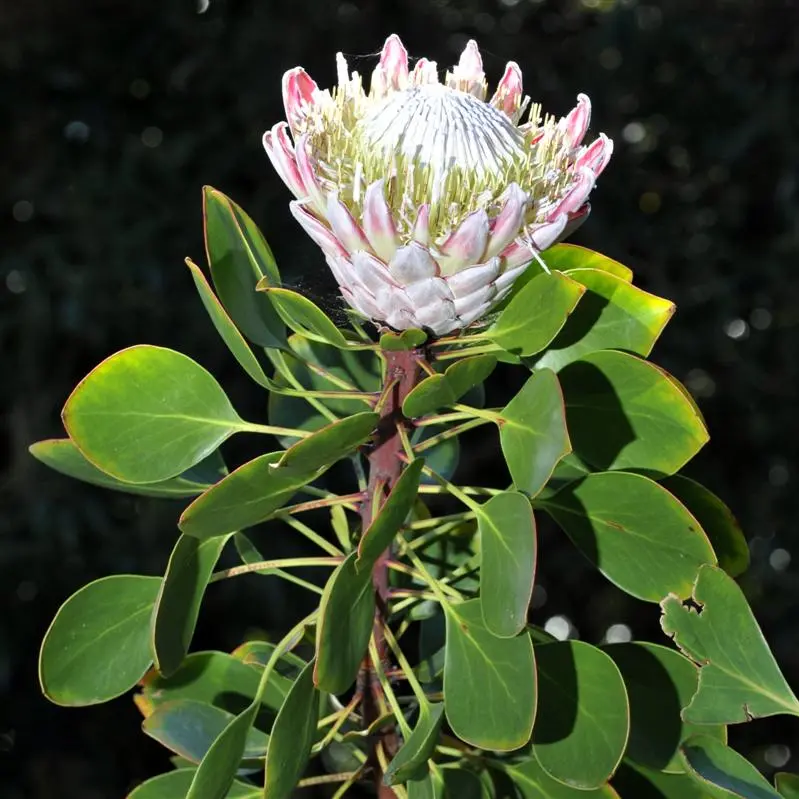 Protea's majestic statement