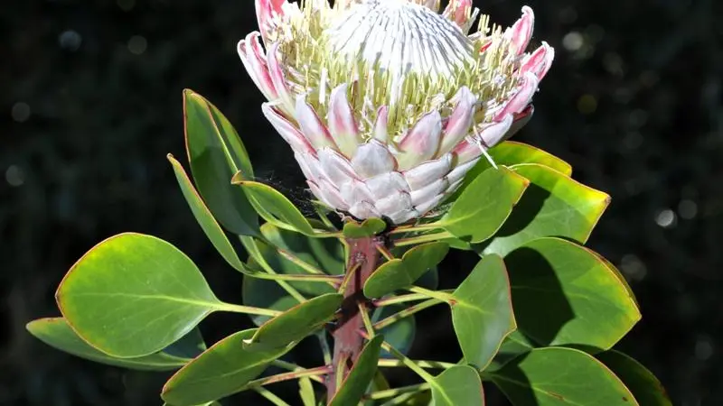 Protea's majestic statement