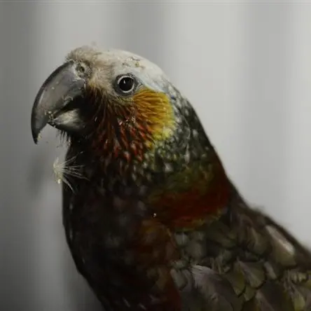 Good year for Fiordland kaka