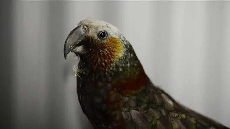 Good year for Fiordland kaka