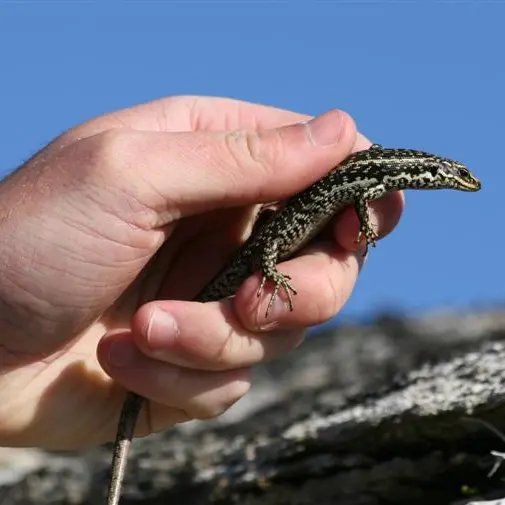 Endangered skinks may be relocated