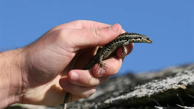 Endangered skinks may be relocated