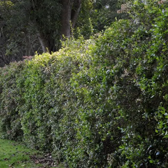 Hedging your best in the garden