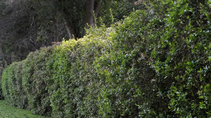 Hedging your best in the garden