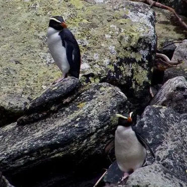 Rare penguins back in sound