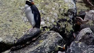 Rare penguins back in sound