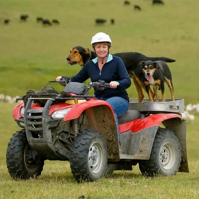 Decentralised structure for Beef and Lamb NZ
