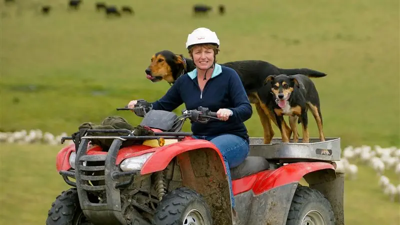 Decentralised structure for Beef and Lamb NZ