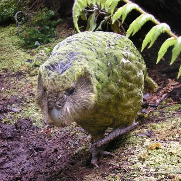 The not-so-private life of Sirocco the kakapo