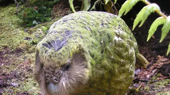 The not-so-private life of Sirocco the kakapo