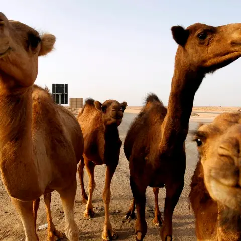 Libyans eye Gaddafi bastions, stability
